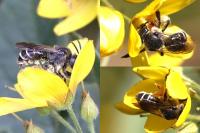 Macropis europaea