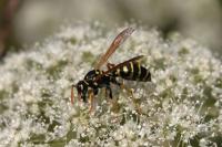 Polistes dominula