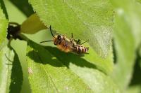 Colletes hederae