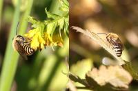 Colletes hederae