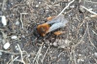 Andrena clarkella