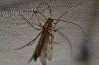 Ophion obscuratus