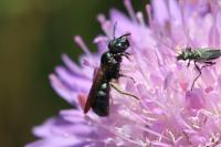 Ceratina chalybea