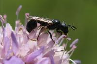 Ceratina chalybea