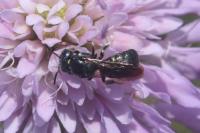 Ceratina chalybea