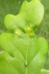 Andricus curvator