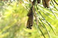Neodiprion sertifer