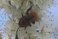 Andrena fulva