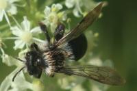Andrena cineraria