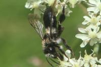 Andrena cineraria