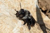 Andrena cineraria