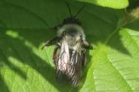 Andrena vaga