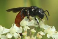 Sphecodes albilabris