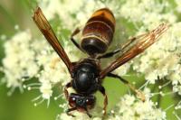 Vespa velutina
