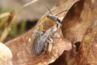 Andrena haemorrhoa