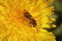Andrena haemorrhoa