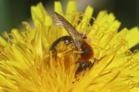 Andrena haemorrhoa