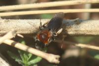 Andrena haemorrhoa