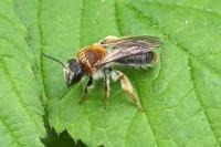 Andrena haemorrhoa