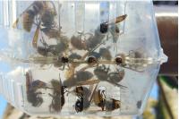 Vespa velutina