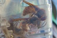 Vespa crabro