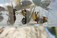 Vespa crabro