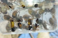 Vespa crabro