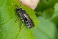 Lasioglossum sexnotatum
