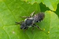 Lasioglossum sexnotatum