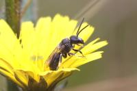 Lasioglossum