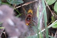 Vespa crabro