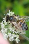 Andrena rosae