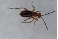 Biorhiza pallida