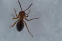 Biorhiza pallida
