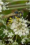 Philanthus triangulum