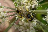 Philanthus triangulum