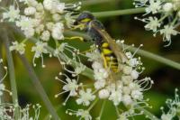 Philanthus triangulum