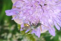 Nomada armata