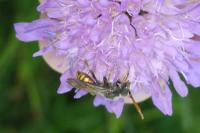Nomada armata
