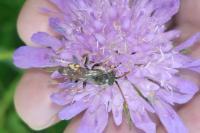 Nomada armata