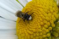 Hylaeus nigritus