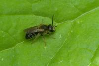 Lasioglossum