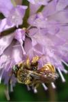 Epeoloides coecutiens
