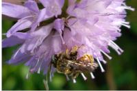 Epeoloides coecutiens