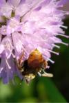 Epeoloides coecutiens
