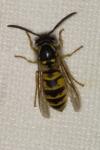 Vespula vulgaris