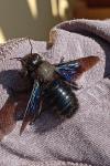 Xylocopa violacea