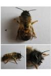 Osmia bicornis