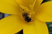 Andrena bicolor