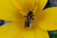 Andrena bicolor